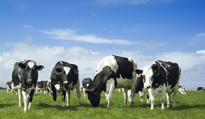 Höhere Klimaziele: Mehr Moore, weniger Fleisch
