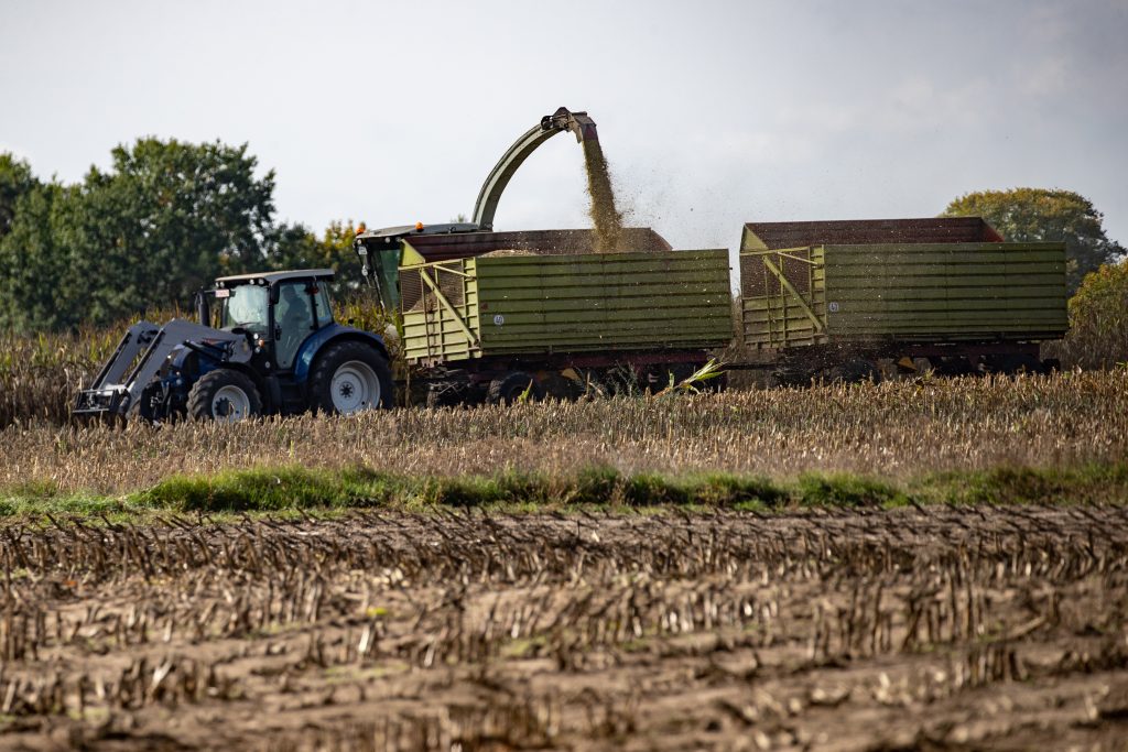 Harvest in Brandenburg