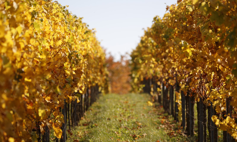 Klimawandel: Anpassungsstrategien im Weinbau