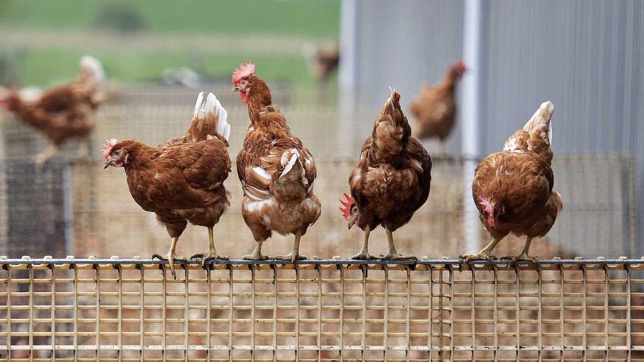 Chicken from poultry farms allowed to go out again