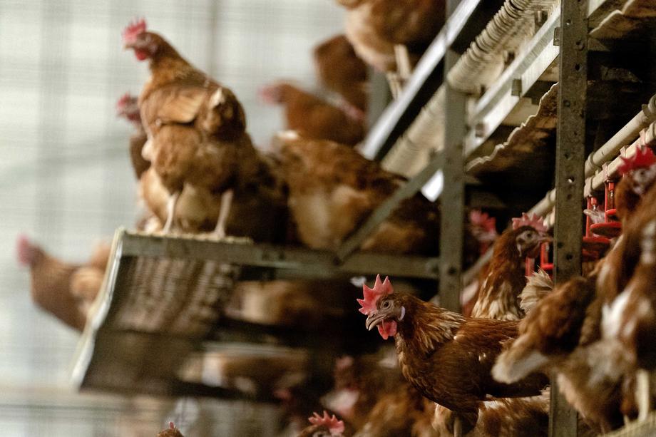 Poultry farmers have to keep chickens indoors because of bird flu