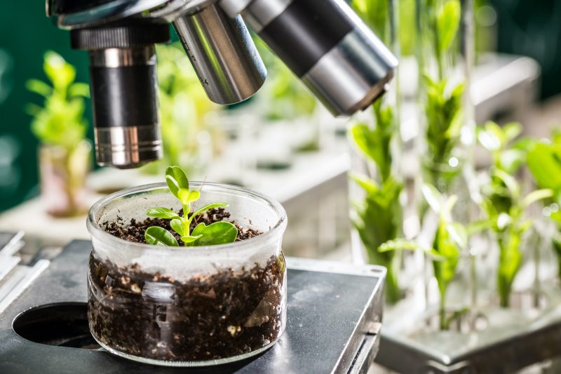 Neue Techniken der Pflanzenzüchtung: Die Farm-to-Fork-Strategie und den Green Deal umsetzen