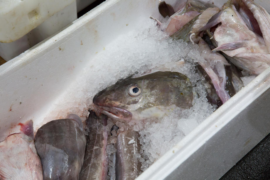 Glasgow Fish Market suffering due to Covid -19 as Brexit looms