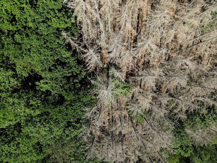 Condition of North Rhine-Westphalian forests
