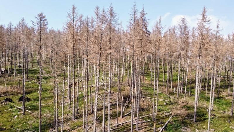 Klöckner: "Unsere Wälder sind krank"