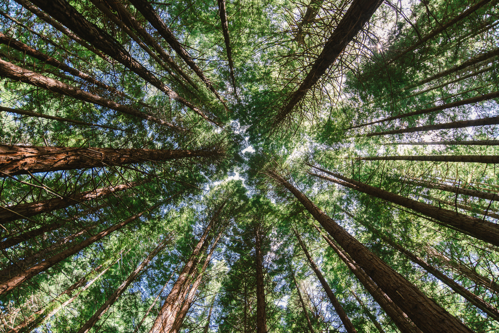 The,Redwoods,Forest,,Rotorua,,North,Island,,New,Zealand.,Tall,Trees.