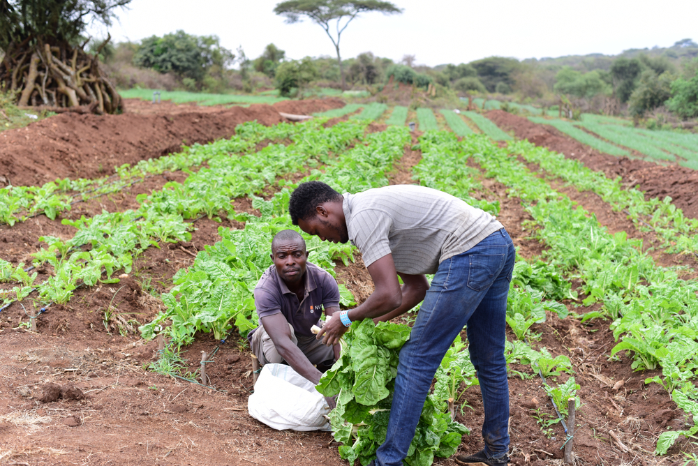 Kajiado,,Kenya-,Sept,14,2020:,Happy,Farmers,Harvesting,Vegetables,In