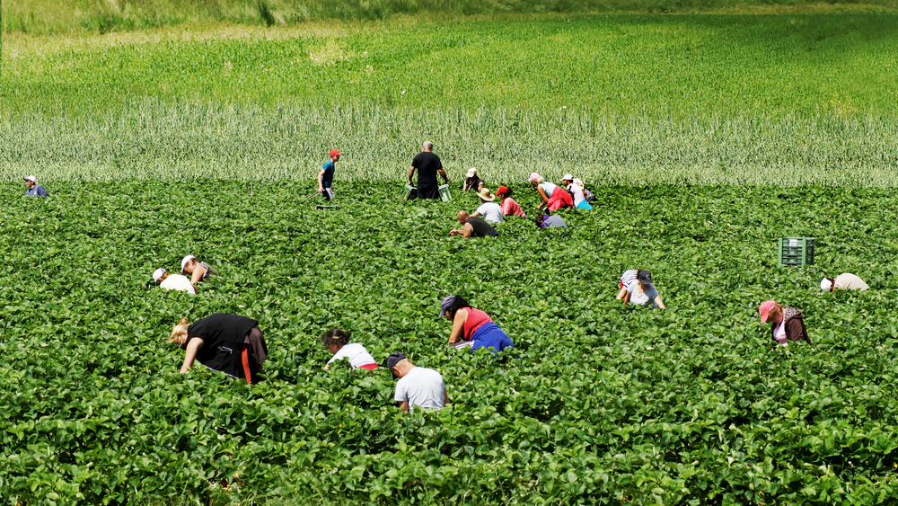 Workers,Pick,Strawberries