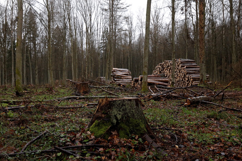 Brüssel ermahnt Polen wegen Abholzung von Bialowieza-Urwald