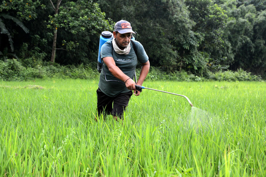 An Indian farmer sprays pesticide on paddy saplings in Assam