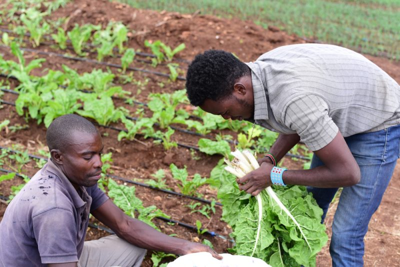 Keine Schulung, keine Subventionen: Afrikanische Landwirtschaft sieht Farm to Fork mit Sorge