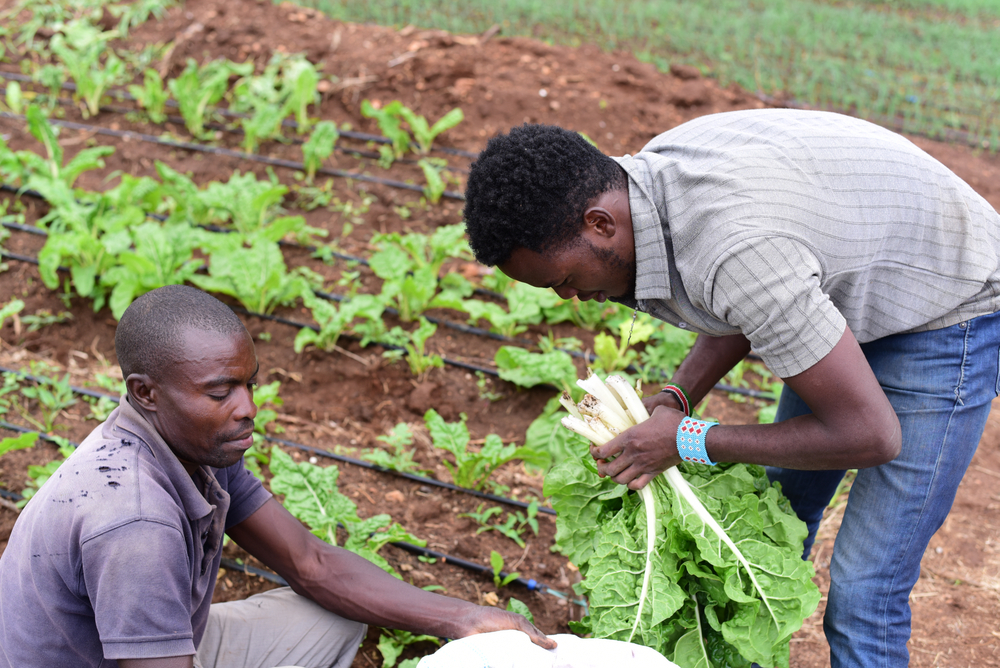 Kajiado,,Kenya-,Sept,14,2020:,Happy,Farmers,Harvesting,Vegetables,In