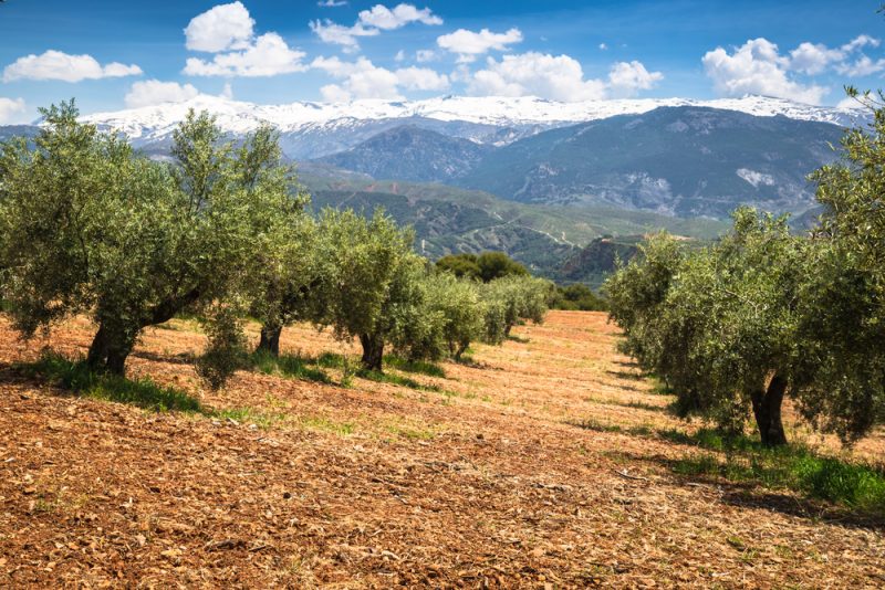 Für Spanien bietet der Green Deal „Chancen und Gefahren”