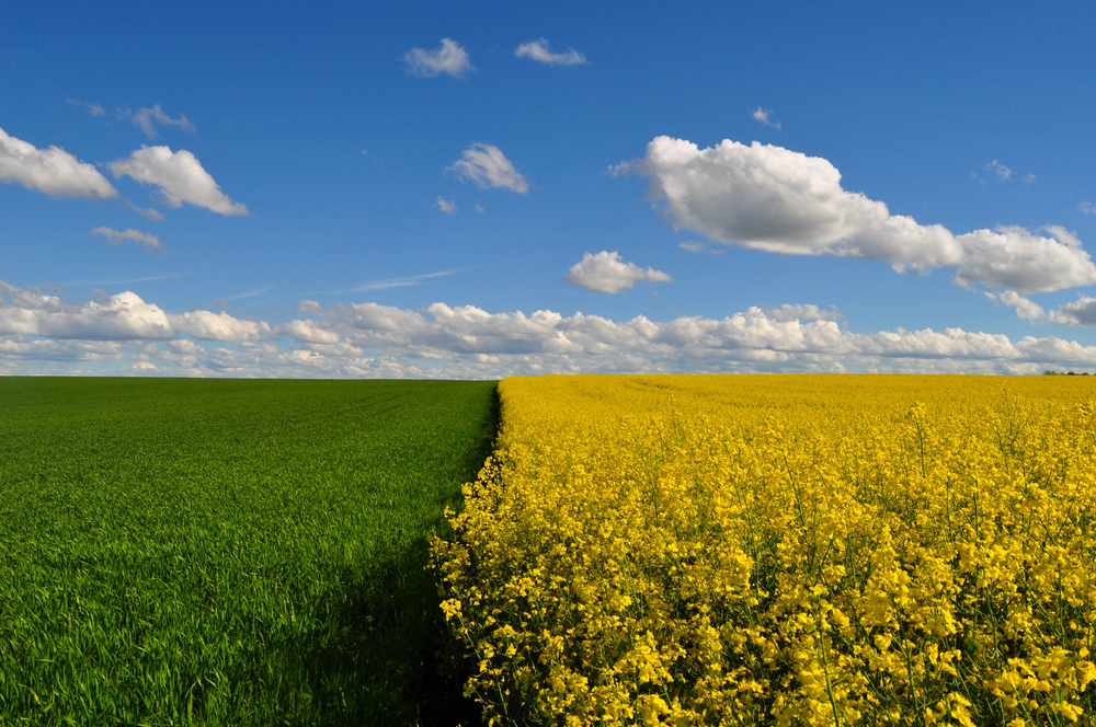 shutterstock_563150584