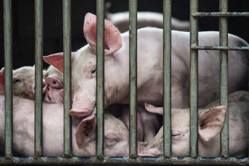 Brexit sei Dank? Großbritannien plant neue Tierwohlstandards
