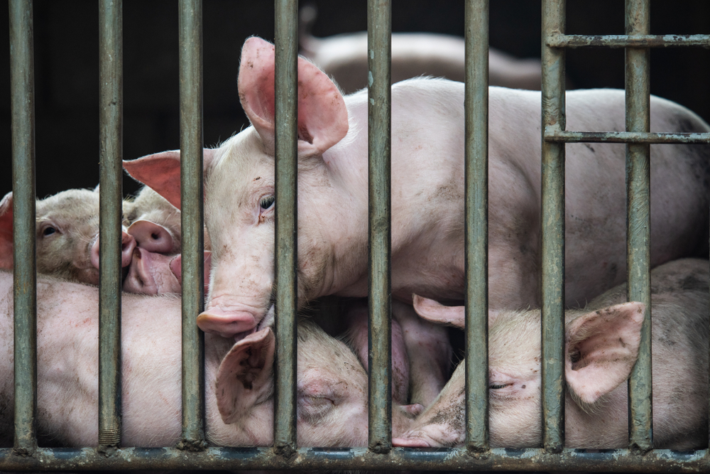 Plenty,Pigs,In,Cages,On,The,Way,During,Transport,By