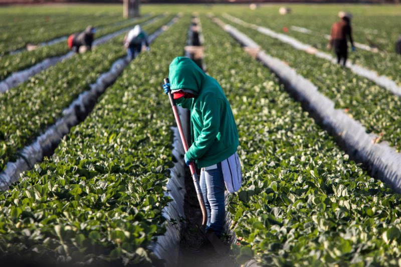 Neuer Plan drängt auf "soziale Konditionalität" in der EU-Agrarpolitik