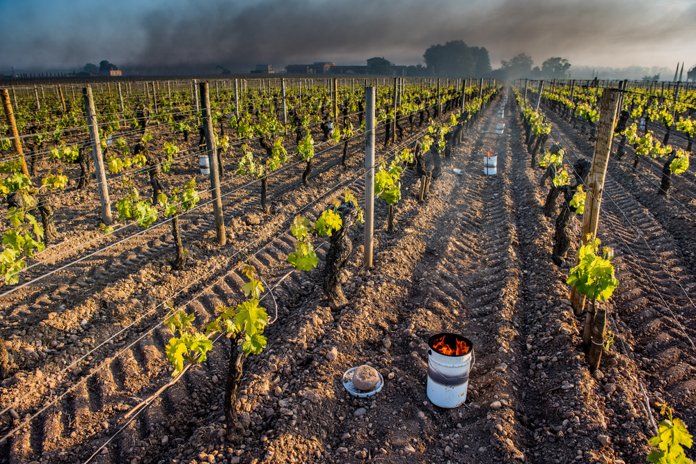 The,Bordeaux,Vineyards,Affected,By,A,Devastating,Frost,On,Thursday,