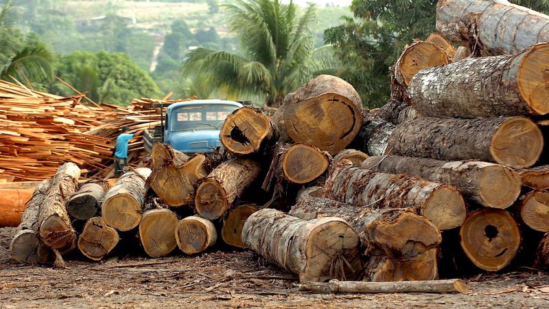 WWF: EU-Importe verursachen großen Teil der Tropenwald-Abholzung