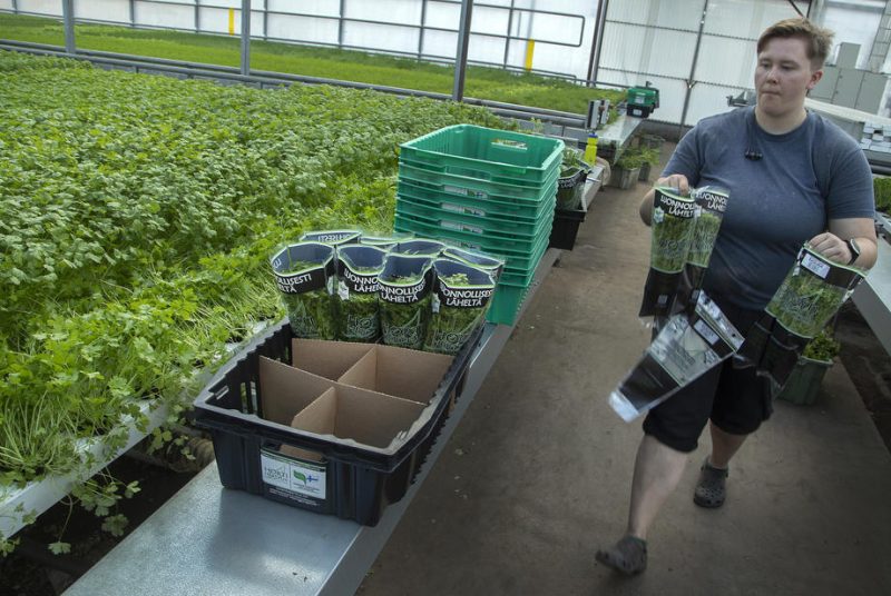 Finnland erwartet tausende Erntehelfer - trotz Pandemie