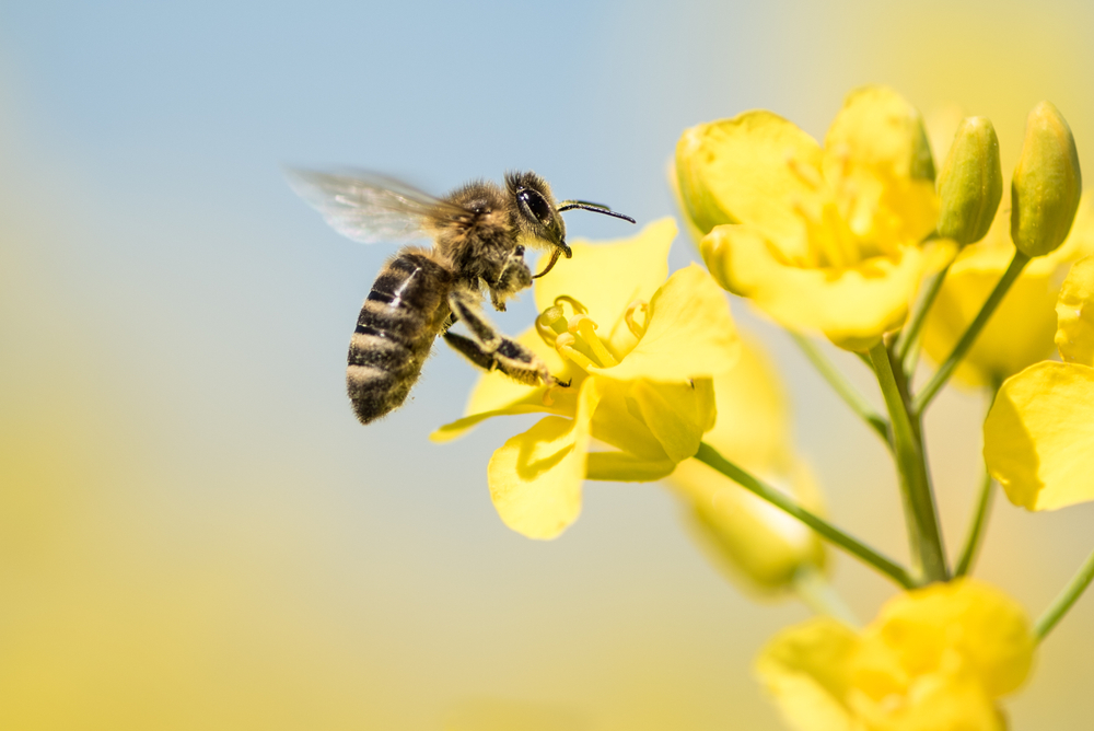 Honey,Bee,Collecting,Pollen,On,Yellow,Rape,Flower,Against,Blue