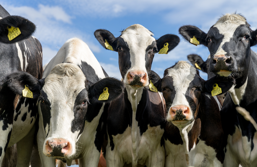 Holstein,Friesian,Cattle,(also,Schleswig-holstein,Breed),With,Distinctive,Markings,On