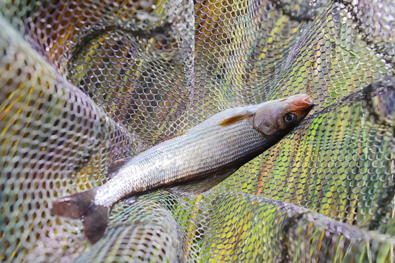 Nordisches Fangverbot wegen Lachs-Rückgang: Hotels und Fischer verärgert