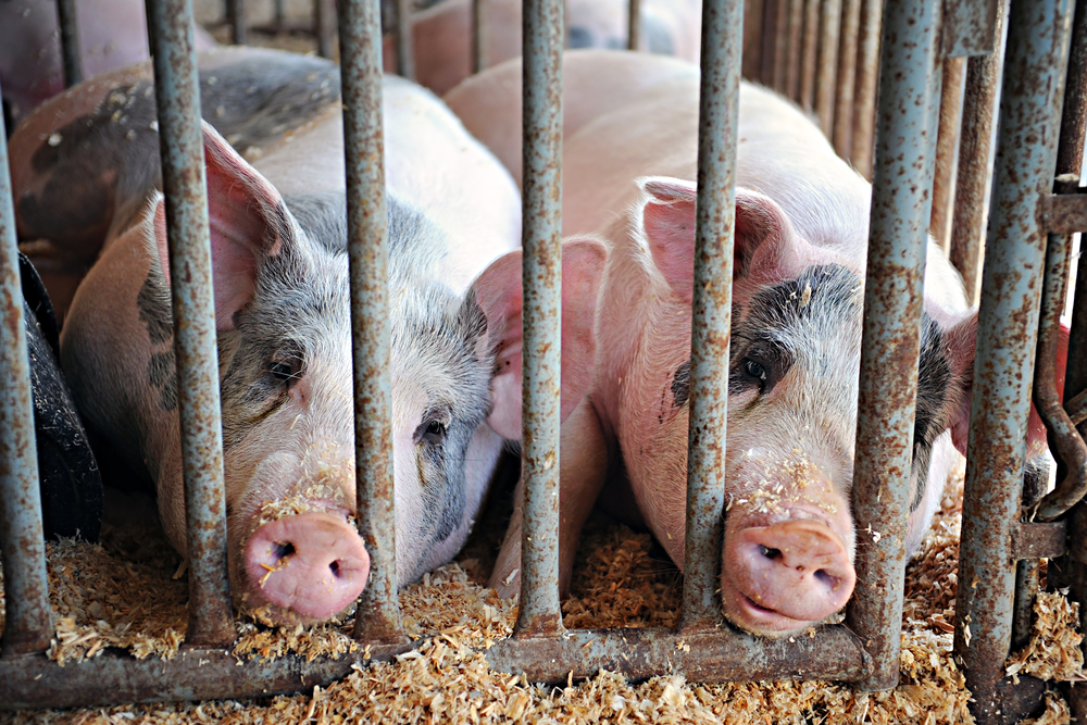 Two,Fat,Pigs,Laying,With,Their,Snouts,Between,The,Bars