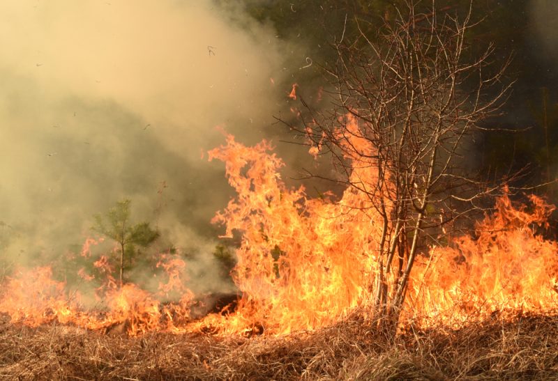 Waldbrände in Italien und Spanien