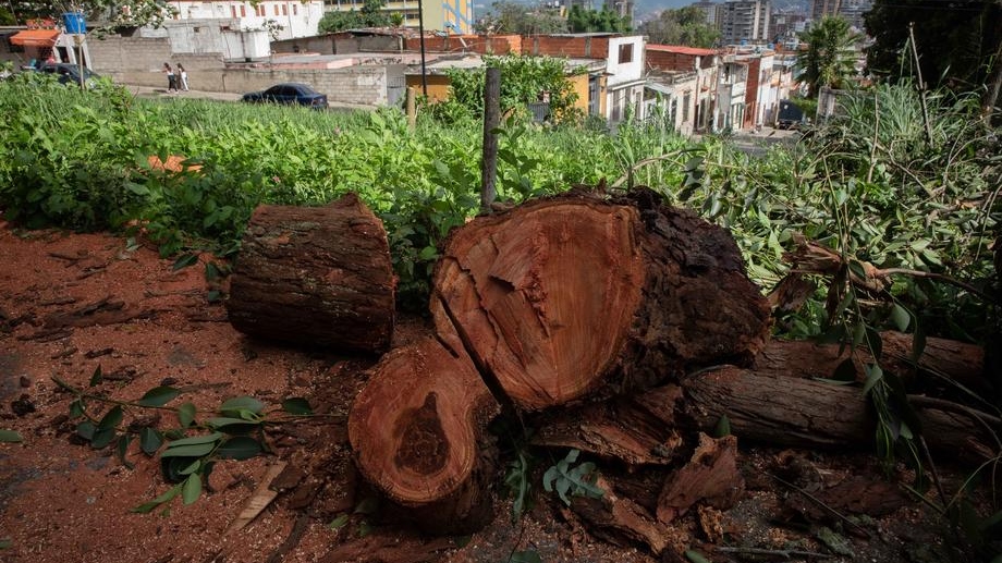 epa09407447 A freshly felled tree, in Caracas, Venezuela, 06 August 2021 (issued 09 August 2021). Caracas is considered by its inhabitants a green city, due to the large amount of vegetation it has, but the complaints of severe pruning and indiscriminate felling of trees grow more and more and spread to other cities in Venezuela, which suffers constant environmental aggressions.  EPA-EFE/Rayner Pena