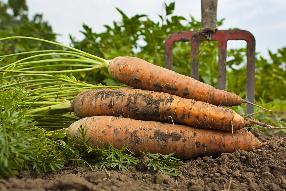 A,Harvest,Of,Carrotts,With,A,Garden,Fork