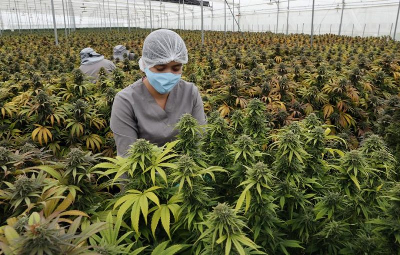 Finnlands Grüne wollen Cannabis legalisieren