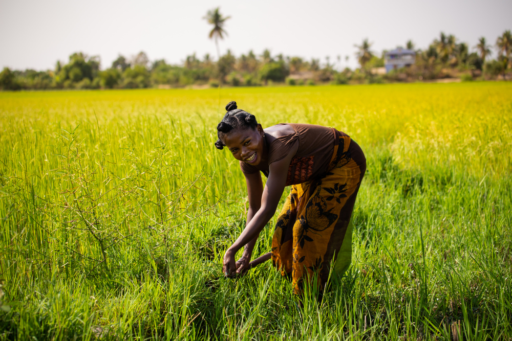 Morondava-madagascar-october-7-2017:madagascar,,Africa,woman,Worker,Harvesting,Rice,Field,In,The,Morning,Scene