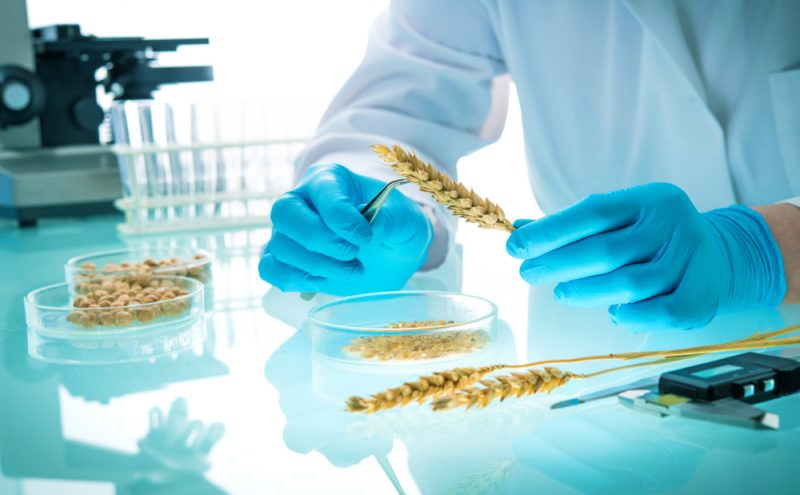 Industrie und NGOs streiten über die Rolle der Genetik bei der Agrarwende