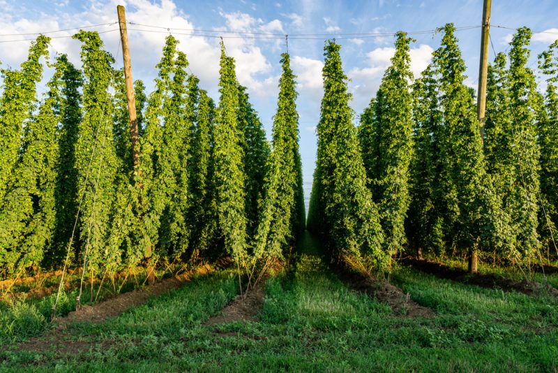 Brauereien setzen auf Blockchain für die Nachhaltigkeit von Bier