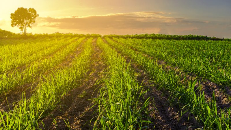 Wie bringt Deutschland Klimaschutz und Digitalisierung in der Landwirtschaft voran?