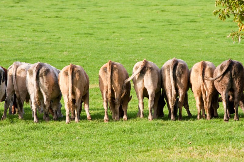 Was die COP26-Methanversprechen für die Landwirtschaft bedeuten