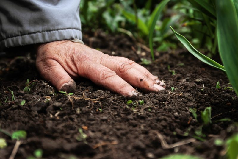 Erstes EU-weites Gesetz zur Bodengesundheit: Böden erhalten den gleichen Rechtsstatus wie Luft und Wasser