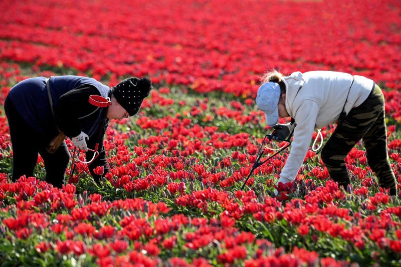 "Massive Arbeitsrechtsverletzungen" bei Saisonarbeit in der Landwirtschaft
