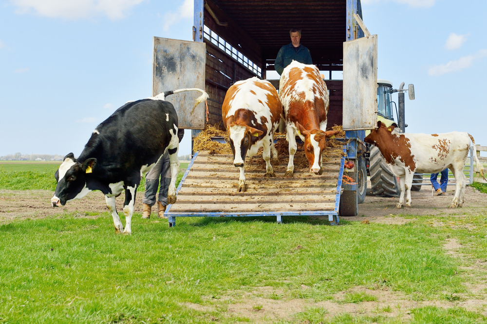 Livestock,Transport,Of,Cows