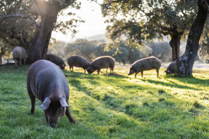 Spanischen Schweine: Industrie beutet Wanderarbeiter aus, dementiert Vorwürfe