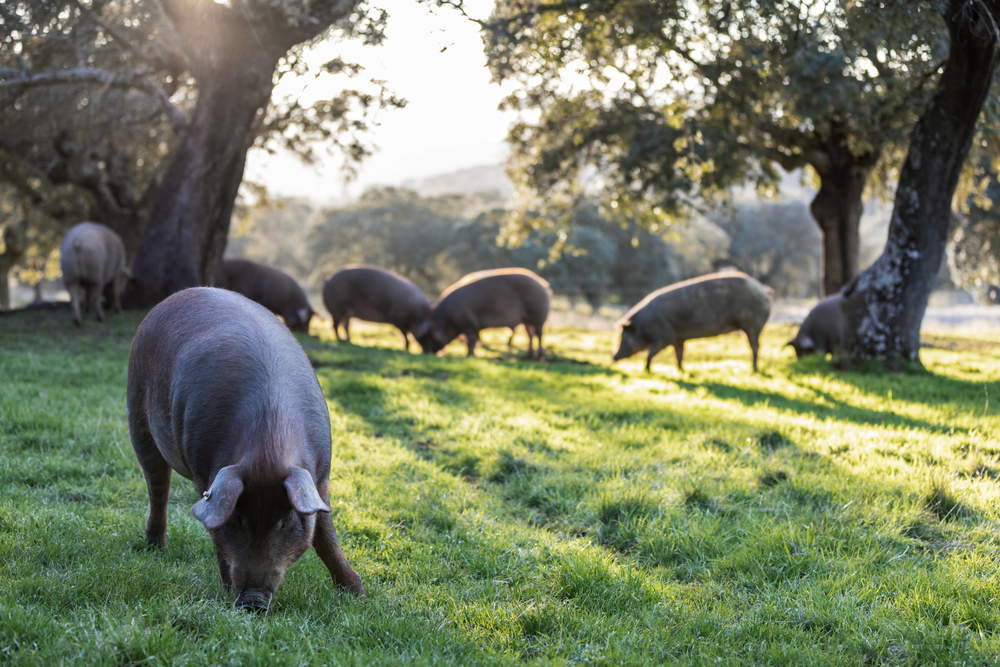 Iberian,Pigs,Eating,Boiling,In,The,Middle,Of,Nature,At