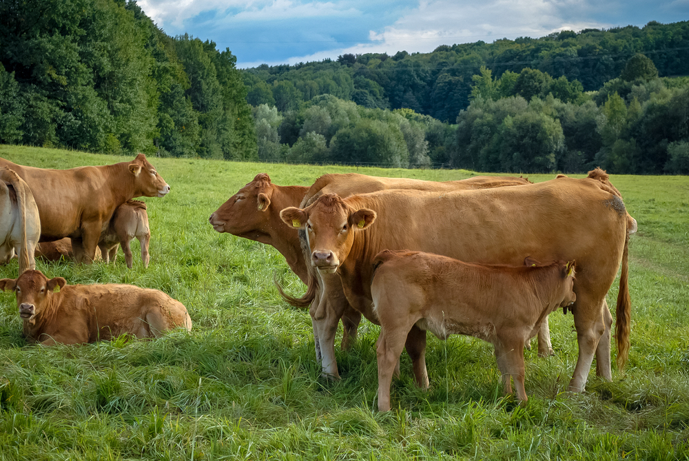 Cows,In,A,Pasture,In,The,Middle,Of,A,Green