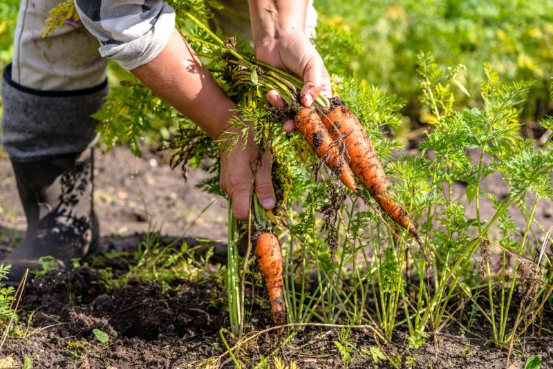 Deutsche Agrarreformpläne "gefährden" Biolandbau-Ziel