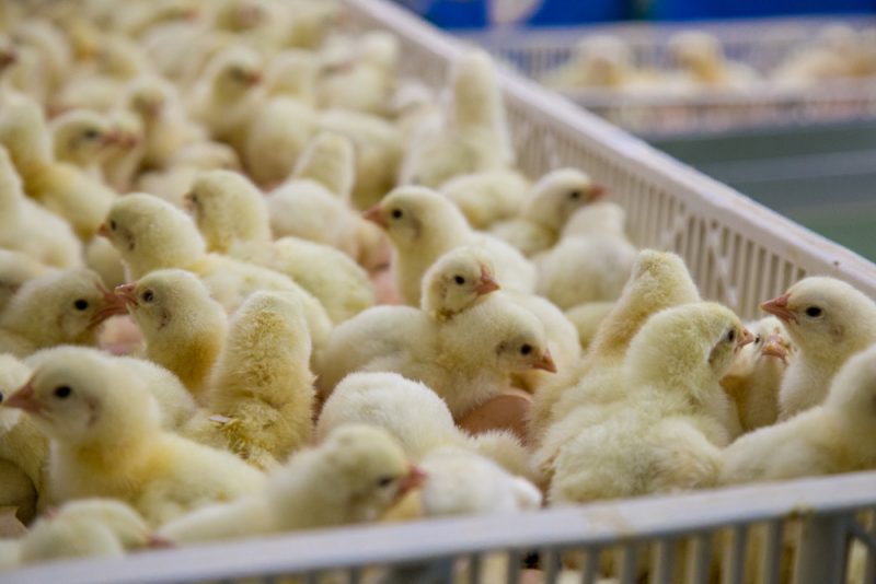 Verbot des Kükentötens und neue Tiertransport-Regeln werden wirksam