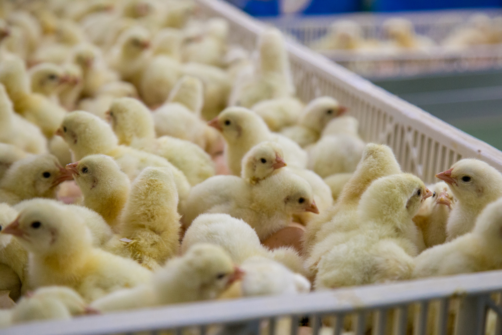 Baby,Chicken,On,Tray,,Poultry,Business.,Chicken,Farm,Business,With