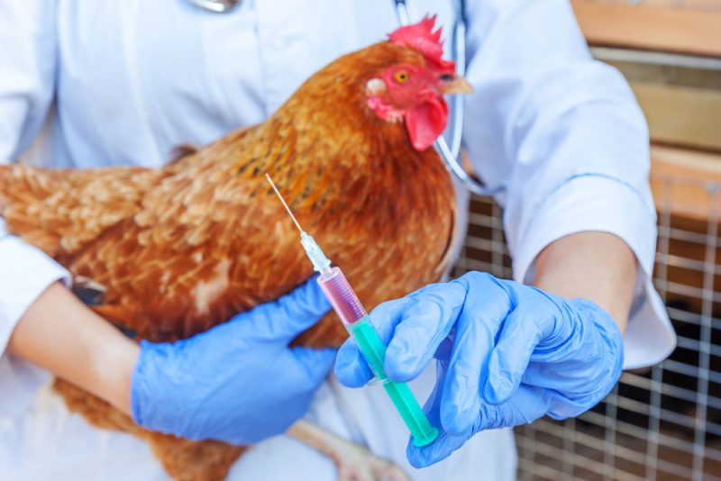 Zeit für eine Impfung gegen Vogelgrippe?