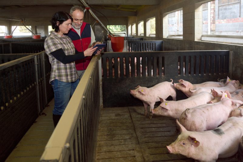 Krise auf dem Schweinemarkt: Brüssel will vorerst nicht eingreifen