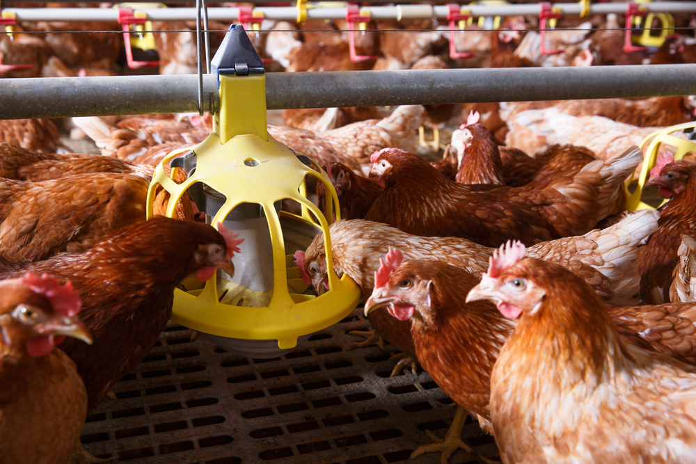 Farm,Chicken,In,A,Barn,,Eating,From,An,Automatic,Feeder.