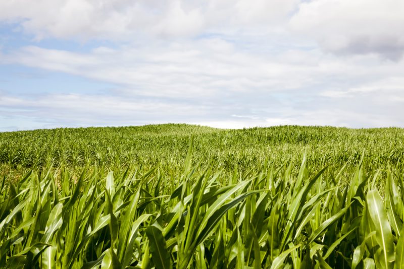 Verkehrsemissionen: EU will fossile und landwirtschaftliche Kraftstoffe gleich hoch besteuern